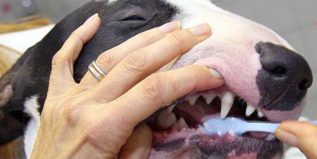 Bulli beim Zähneputzen